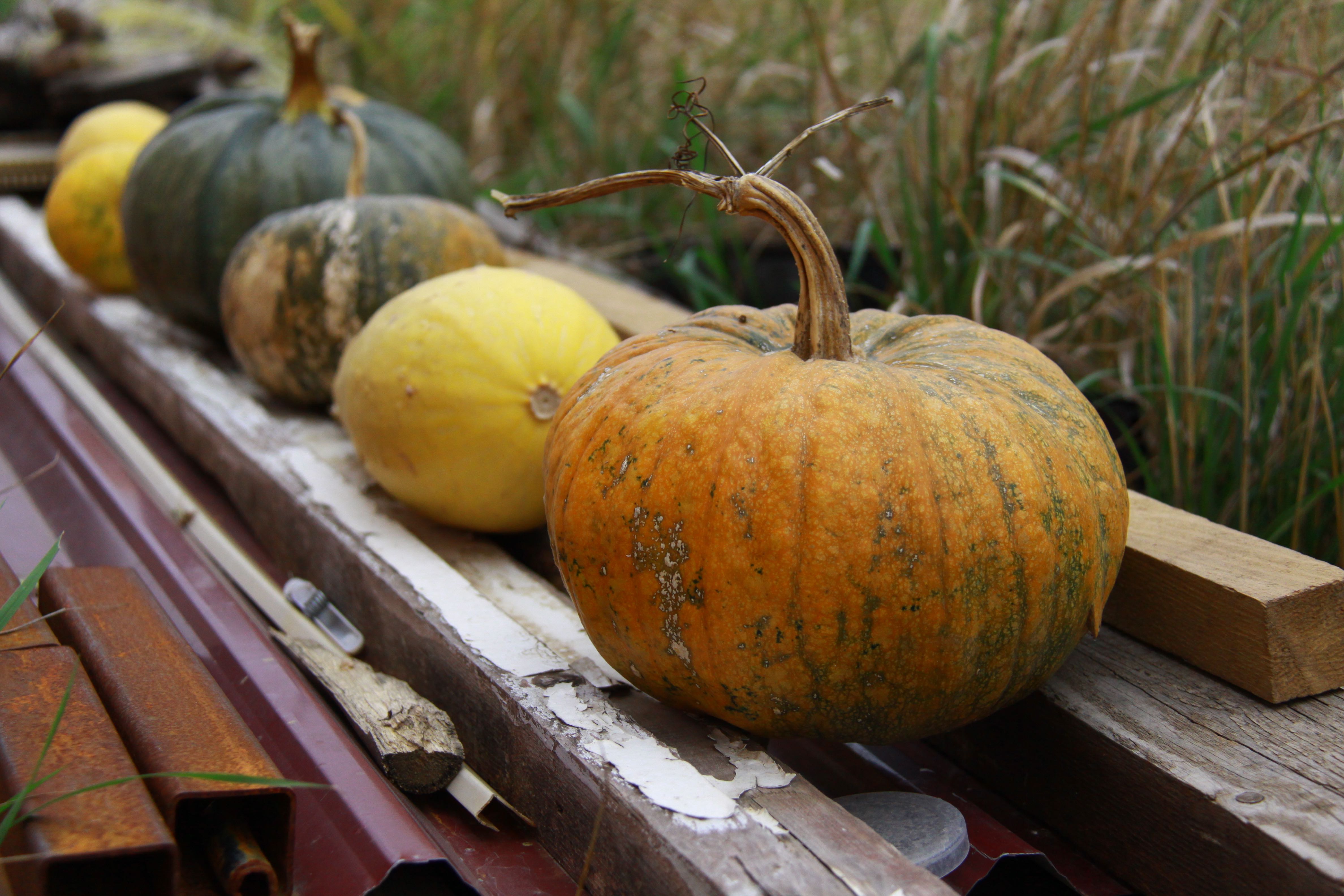 The Pumpkins that Aren't Celebrated