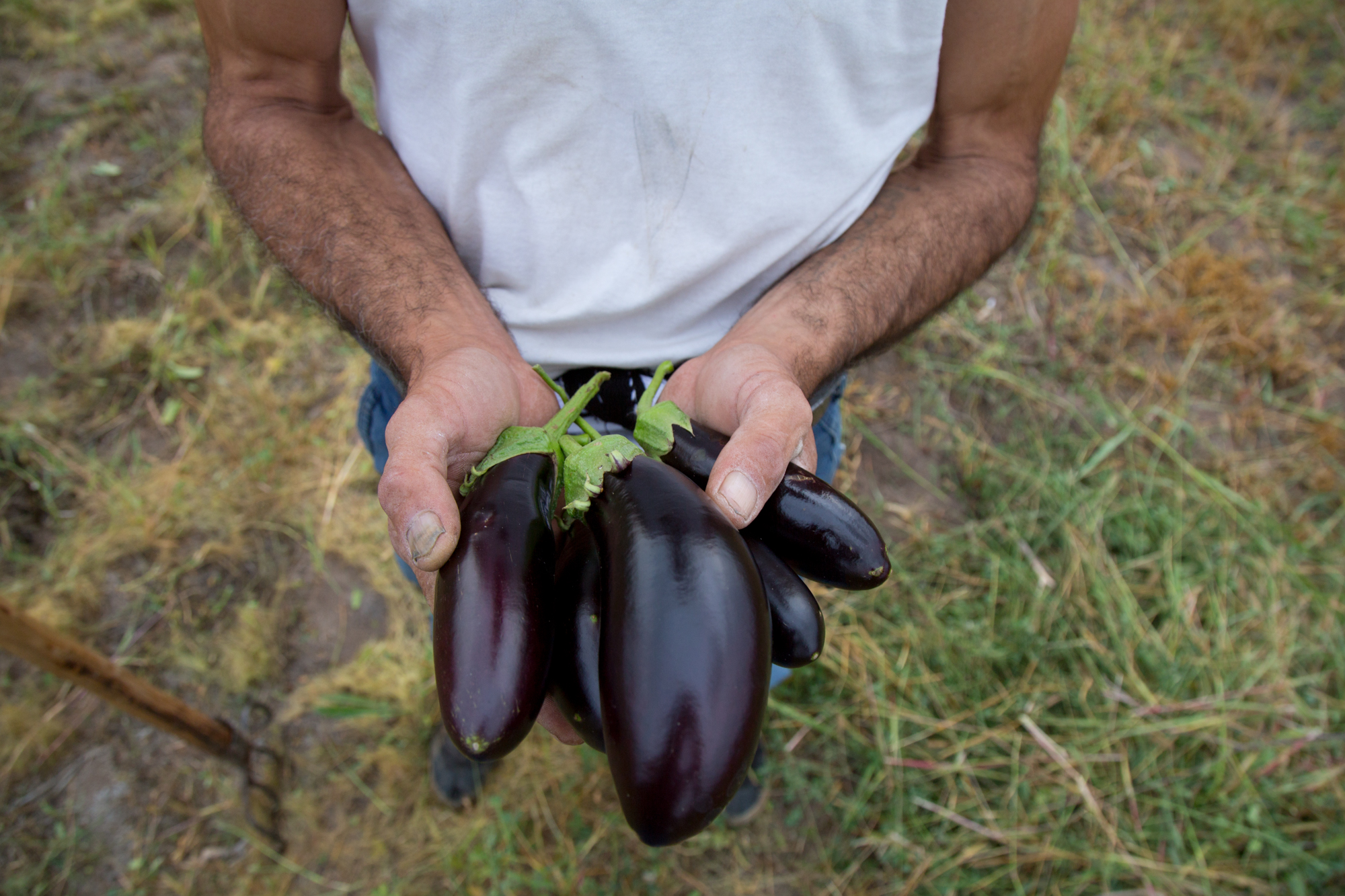 Farm-to-Table
