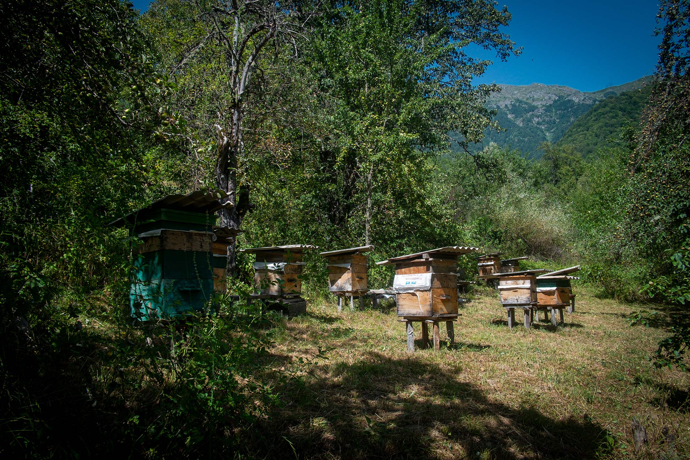 Bichiko keeps beehives in the yard of his cousin's abandoned house. Producing honey is one of the ma ...