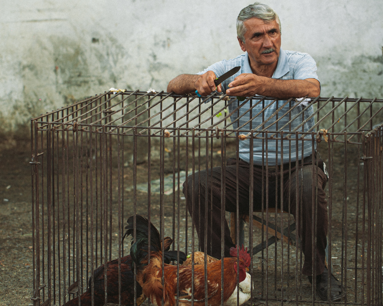 Rasim raises and sells domestic birds. Shaki, 2015